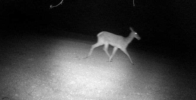 Mudurnu’nun Yaban Hayatı Fotokapanlara Yansıdı