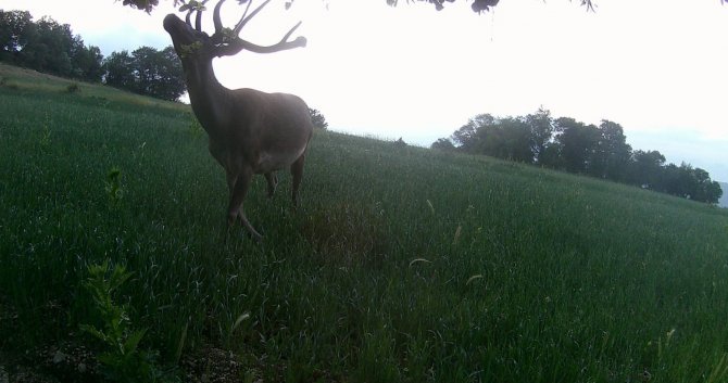 Mudurnu’nun Yaban Hayatı Fotokapanlara Yansıdı