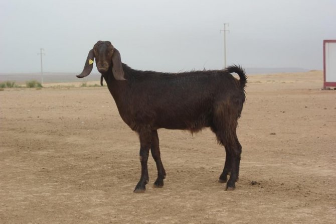 Ti̇gem’de Halep Keçisi Sayısı Her Geçen Gün Artıyor