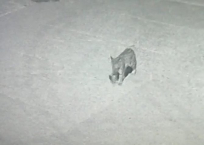 Ilgaz Dağı’nda Yaban Hayatı Kameralara Yansıdı