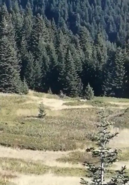 Ilgaz Dağı’nda Yaban Hayatı Kameralara Yansıdı