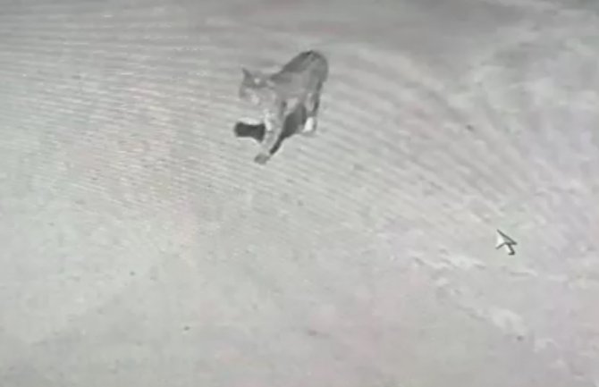 Ilgaz Dağı’nda Yaban Hayatı Kameralara Yansıdı