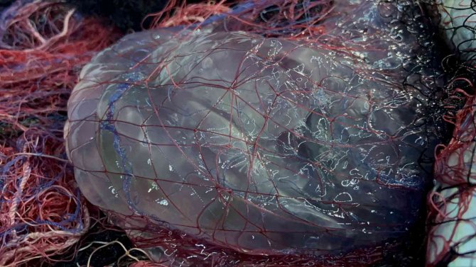 Denizanaları Karadenizli Balıkçıları Canından Bezdirdi