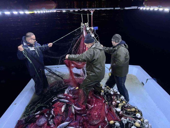 Denizanaları Karadenizli Balıkçıları Canından Bezdirdi