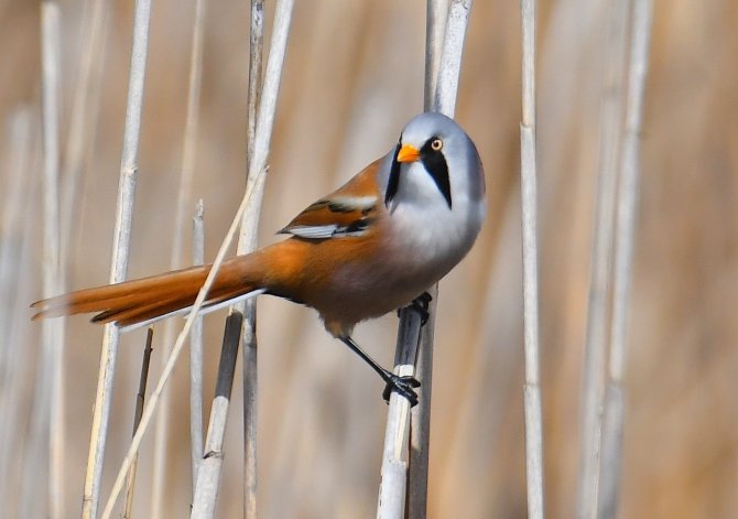 Hersek Lagünü’nde Kuş Türü 248’e Yükseldi