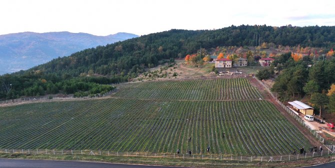 Büyükşehirde Çilek Üretimi 3 Katına Çıktı