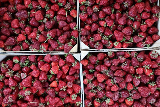 Büyükşehirde Çilek Üretimi 3 Katına Çıktı