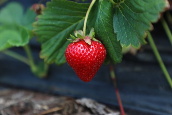 Büyükşehirde Çilek Üretimi 3 Katına Çıktı