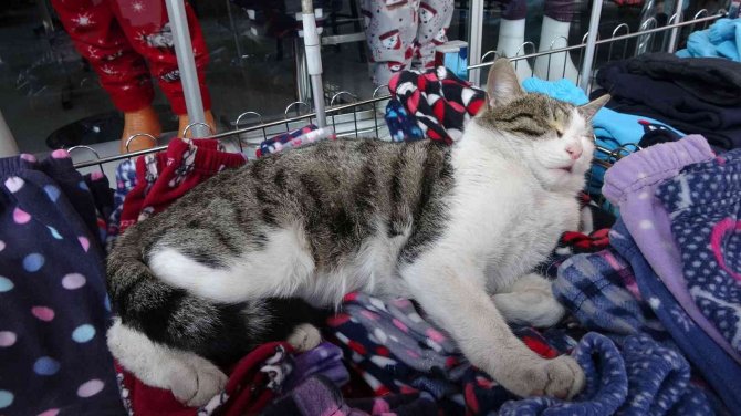 Giyim Mağazasının Pijama Standını Mesken Tutan Kedi Esnafın Maskotu Oldu