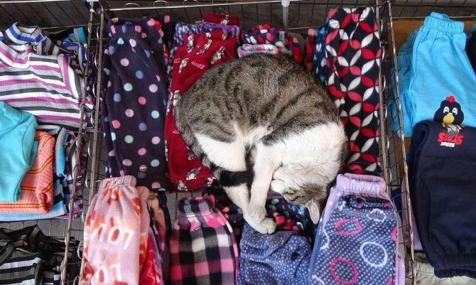 Giyim Mağazasının Pijama Standını Mesken Tutan Kedi Esnafın Maskotu Oldu