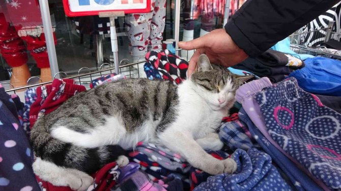 Giyim Mağazasının Pijama Standını Mesken Tutan Kedi Esnafın Maskotu Oldu