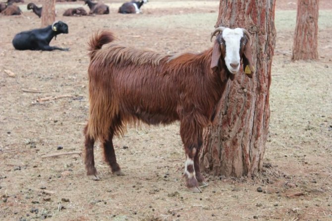 Ti̇gem’de Halep Keçisi Sayısı Her Geçen Gün Artıyor