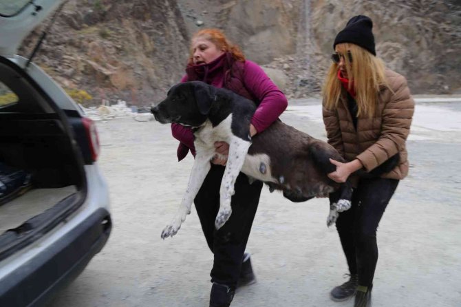 Sular Altında Kalacak Olan Yusufeli’nde Sokak Hayvanları Da Taşınıyor