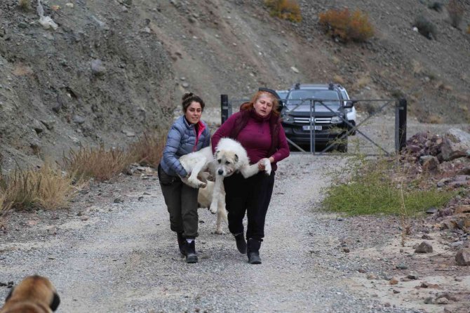 Sular Altında Kalacak Olan Yusufeli’nde Sokak Hayvanları Da Taşınıyor