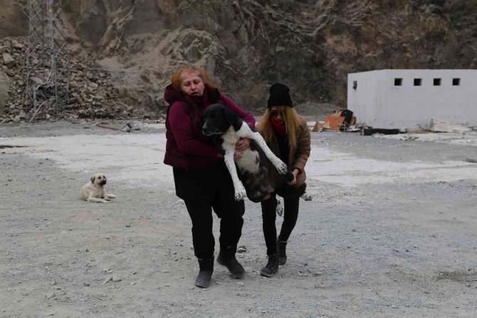 Sular Altında Kalacak Olan Yusufeli’nde Sokak Hayvanları Da Taşınıyor