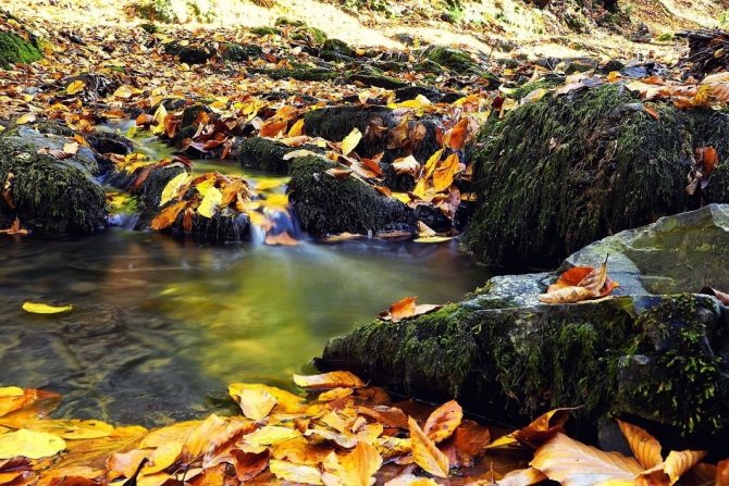 Zonguldak Ormanlarında Sonbahar Güzelliği