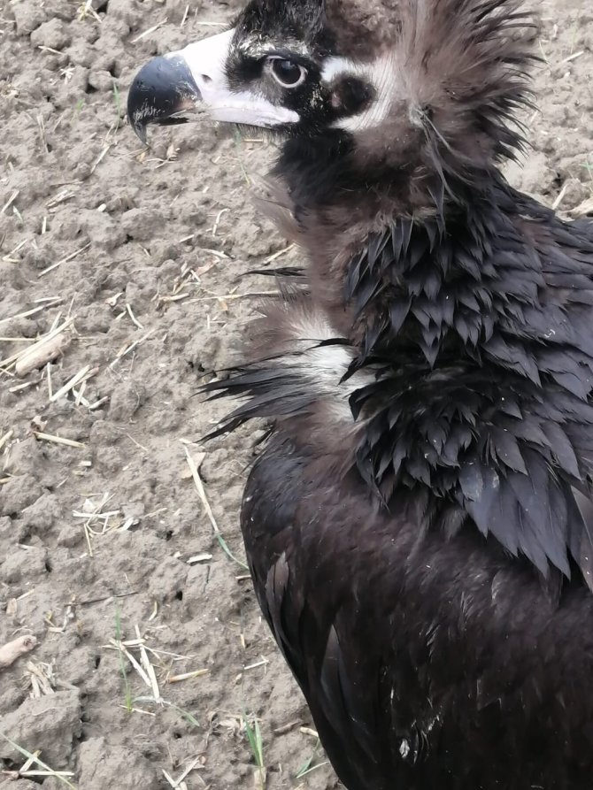 Avrupa’dan Türkiye’ye Göç Eden Kara Akbaba Gps Sayesinde Antalya’da Yakalandı