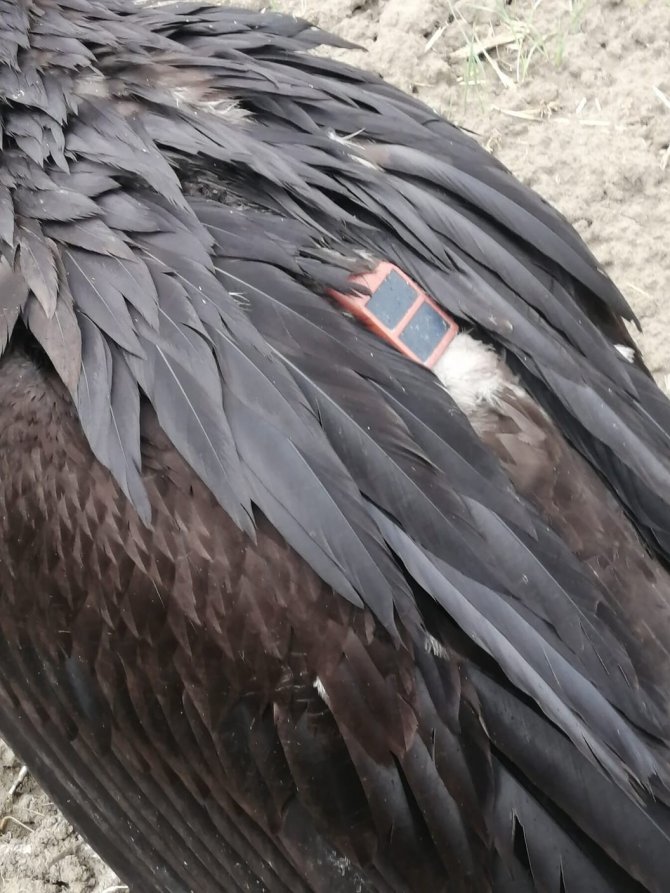 Avrupa’dan Türkiye’ye Göç Eden Kara Akbaba Gps Sayesinde Antalya’da Yakalandı