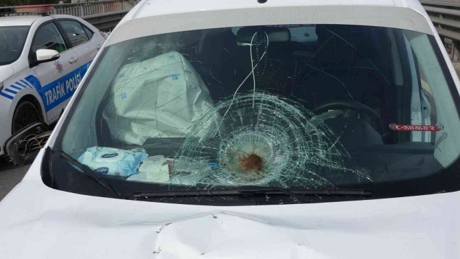 Kalbi Duran İ̇rlandalı Kadın, Att’lerin Kalp Masajıyla Hayata Tutundu