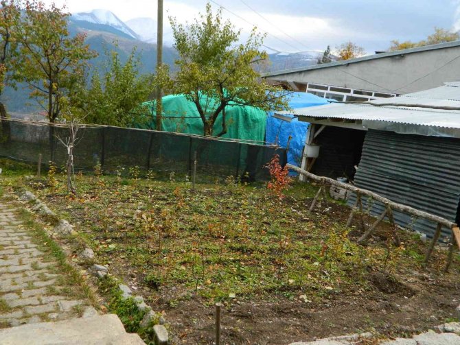 Kafasına Vurulan Elmanın Rengini Ve Cinsini Biliyor