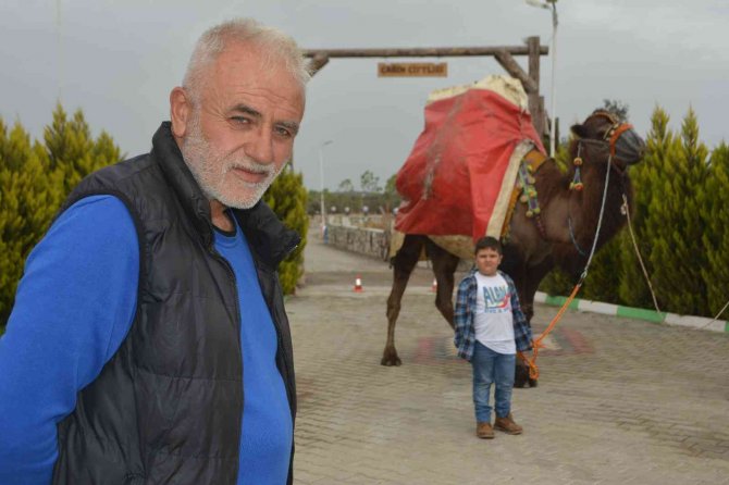 Ayvalık, Deve Güreşleri Şölenine Hazırlanıyor