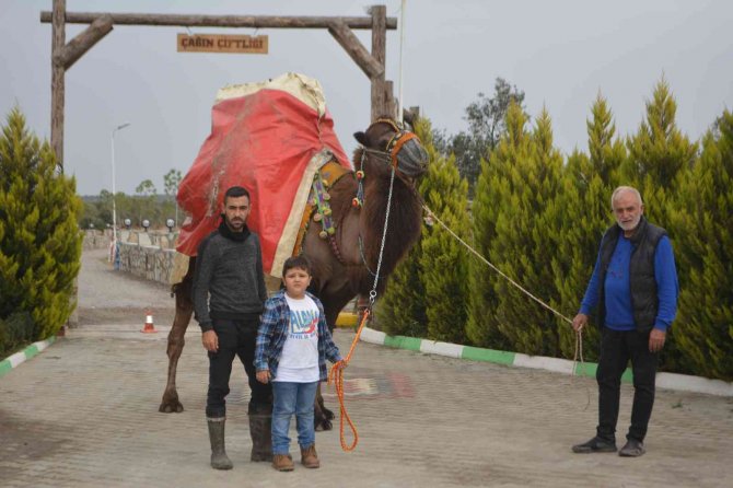 Ayvalık, Deve Güreşleri Şölenine Hazırlanıyor