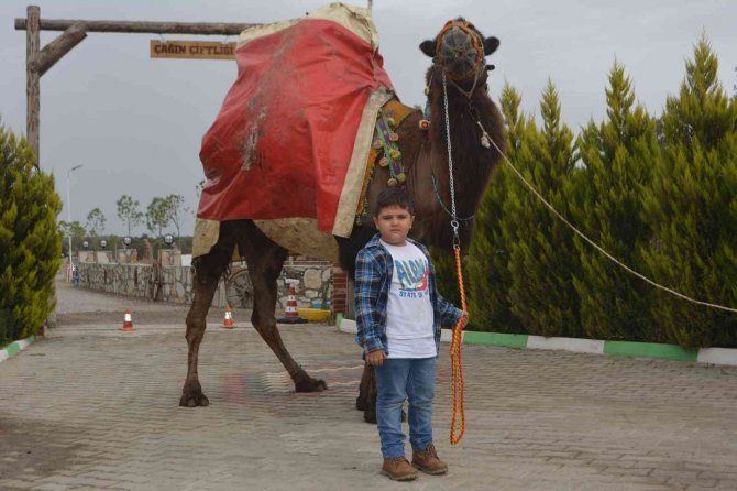 Ayvalık, Deve Güreşleri Şölenine Hazırlanıyor