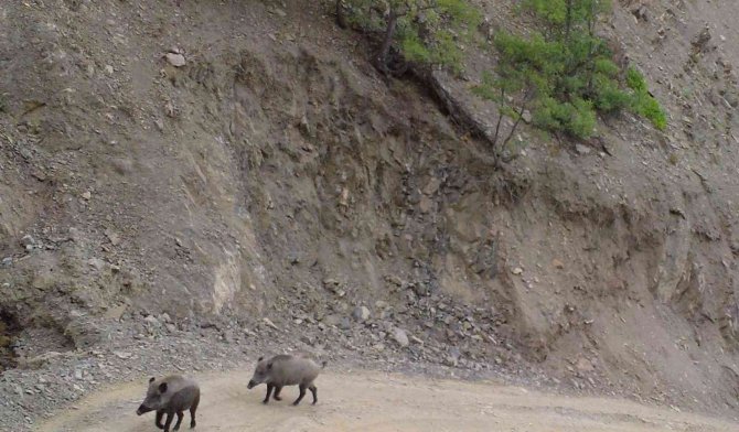 Bingöl’de Yaban Hayatı Fotokapanlara Yansıdı