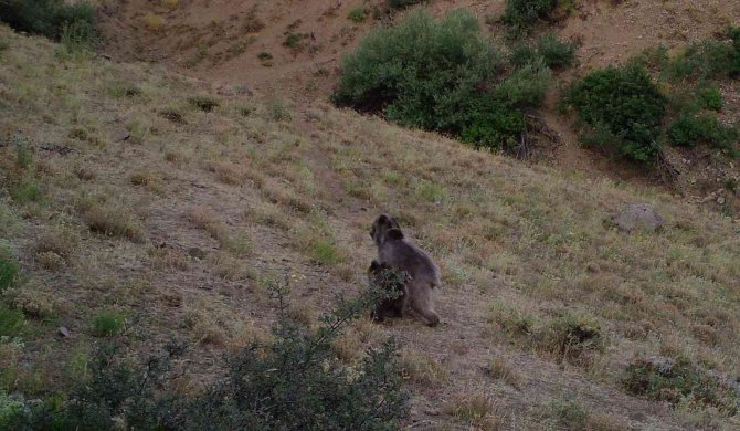 Bingöl’de Yaban Hayatı Fotokapanlara Yansıdı