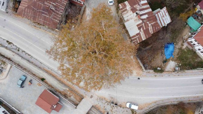 Tarihi İlçenin Gerdanlığı: 500 Yıllık Çınar Ağacı