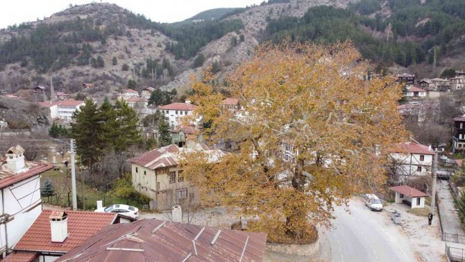 Tarihi İlçenin Gerdanlığı: 500 Yıllık Çınar Ağacı