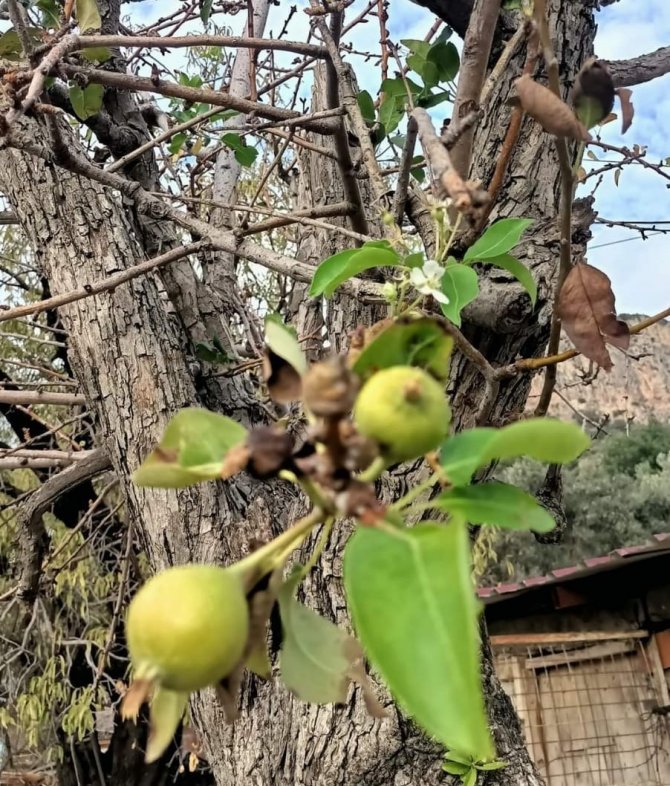 Datça’da Armut Ağacı Kasım Ayında Çiçek Açtı