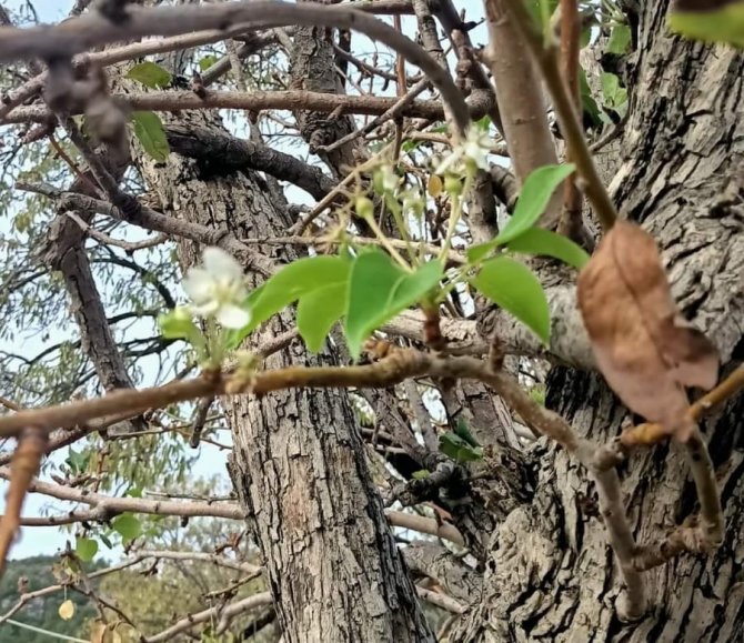 Datça’da Armut Ağacı Kasım Ayında Çiçek Açtı