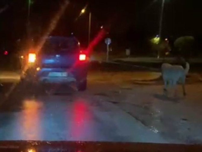 İ̇pe Bağlayıp Aracın Arkasından Koşturdukları Köpeğe Eziyet Ettiler