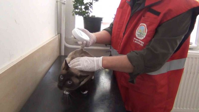 Afyonkarahisar’da 1000’den Fazla Kedi Ve Köpek Çiplendi