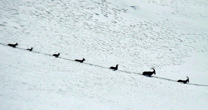 Karlı Dağları Aşarak Göç Yoluna Koyulan Şamua Sürüsü Görüntülendi