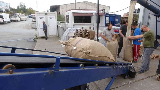 Ordu’da Tmo’nun Fındık Alımları Sürüyor