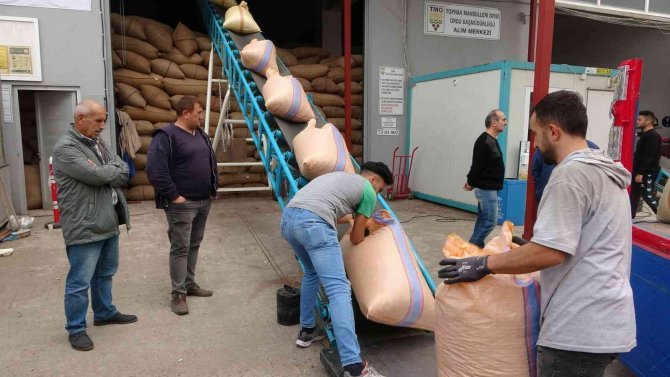 Ordu’da Tmo’nun Fındık Alımları Sürüyor