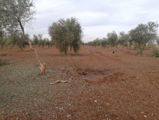 Roketin Düştüğü Zeytinlik Zarar Gördü