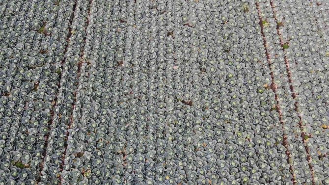 Bafra Ovası’nda Mor Lahana Hasadı Yüz Güldürüyor