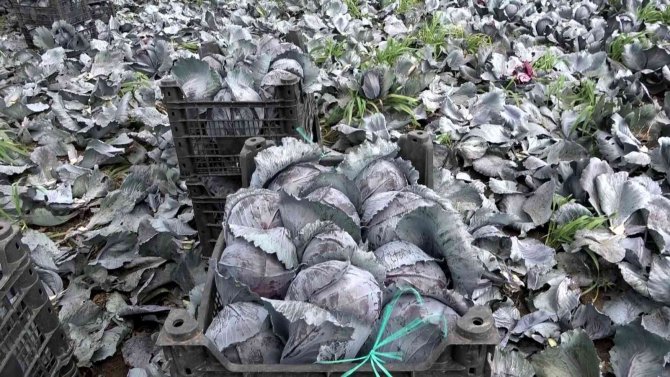 Bafra Ovası’nda Mor Lahana Hasadı Yüz Güldürüyor