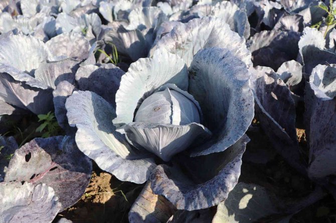 Bafra Ovası’nda Mor Lahana Hasadı Yüz Güldürüyor