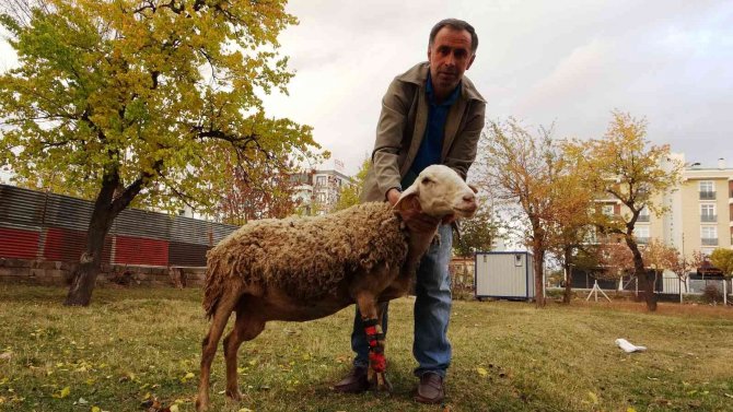 Ayağı Kopan Koyun Protezle Yeniden Koşuyor
