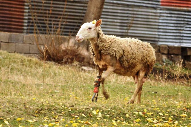 Ayağı Kopan Koyun Protezle Yeniden Koşuyor