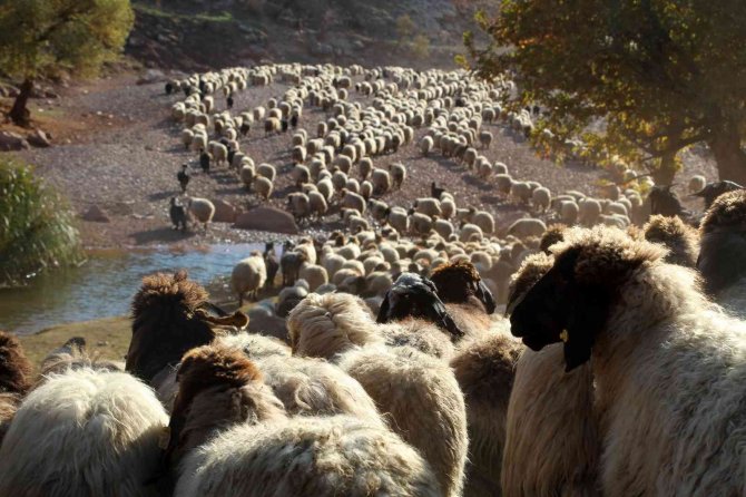 Göçerlerin Dönüş Yolculuğu