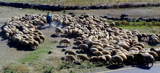 Göçerlerin Dönüş Yolculuğu
