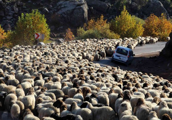Göçerlerin Dönüş Yolculuğu
