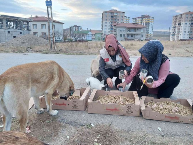 Evini Sokak Hayvanlarına Açtı