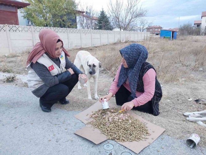 Evini Sokak Hayvanlarına Açtı