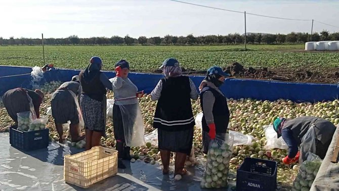 Ispanak Ve Turp Hasadı Başladı: İ̇ş Çok, İşçi Yok
